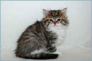 Male Siberian Kitten from Deedlebug Siberians